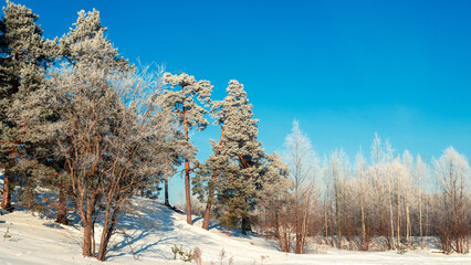 Landscape with forest covered with frost on a sunny winter day. Snowy forest on a bright sunny...