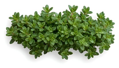 Fototapeta premium Fresh Green Thyme Herb Leaves on a White Background for Culinary Use