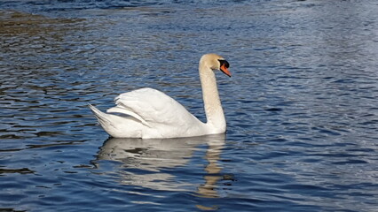 White Swan on a Lake