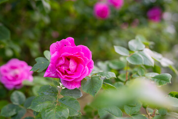 Dark pink Rosa gallica shrub flowers also called Gallic rose, French rose or rose of Provins. Rose (Rosa gallica var officinalis) flowering in summer. 