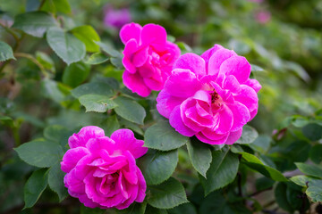 Dark pink Rosa gallica shrub flowers also called Gallic rose, French rose or rose of Provins. Rose (Rosa gallica var officinalis) flowering in summer. 