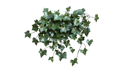 Fototapeta premium ivy plant png