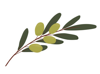 Olive vector stock illustration. Green berries of the olive tree. fruits on branches. oil. isolated on a white background. Logo