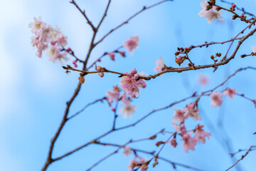 青空に映える冬桜の枝