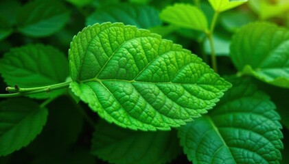 Leafy greens with veins and ridges, green, foliage