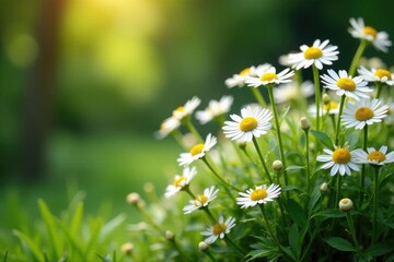 Serene garden scene with a bush of camomiles in full bloom, botanical, floral, herb garden