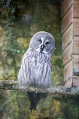 A great grey owl peering out at visitors to a wildlife sanctuary.