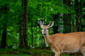 This is a captivating close-up photograph of a deer standing alert in a lush, green forest. The deer is the central focus, positioned slightly off-center, and facing directly towards the viewer.