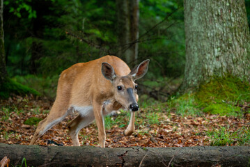  female deer cautiously steps over a fallen log in a dense forest. Her brown fur blends seamlessly with the autumn leaves and mossy rocks, making her difficult to spot