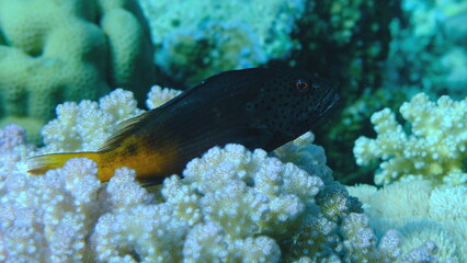 Blackside hawkfish (Paracirrhites forsteri) undersea, Red Sea, Egypt, Sharm El Sheikh, Montazah Bay