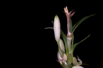 Flowers about to bloom in black background.