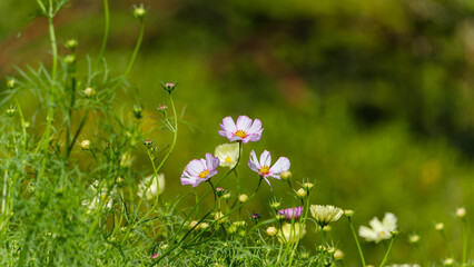 緑の中に咲く淡い色のコスモス
