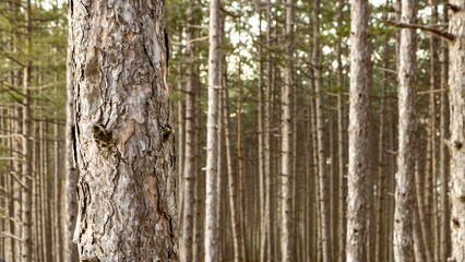 Tranquil Pine Forest with Tall Trees 