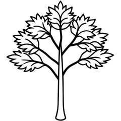 Obraz premium Chilean myrtle tree line art vector illustration 
