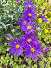 Symphyotrichum dumosum.  A dense shrub with delicate purple flowers and a yellow center in a summer garden.Flower background