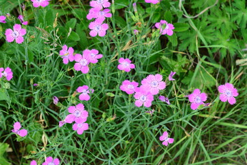 Wild Pink Flowers of blooming wild carnation in the dark green grass