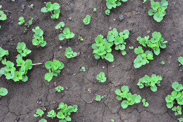 Young Radish Plants growing on the garden bed top view