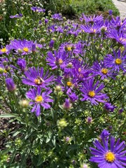 Obraz premium Symphyotrichum dumosum. A dense shrub with delicate purple flowers and a yellow center in a summer garden.Flower background