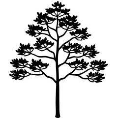 scotch pine tree line art vector illustration 