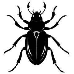 beetle isolated