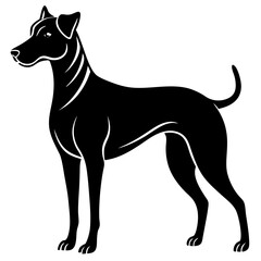 dog isolated on white