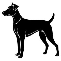 dog on white background