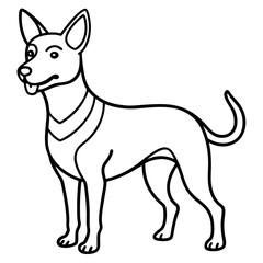 black and white dog