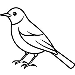  American robin vector illustration