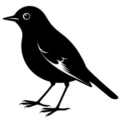 Obraz premium American robin silhouette vector illustration