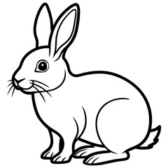 rabbit on white