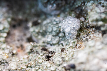 vibrant lichen on weathered rock surface.