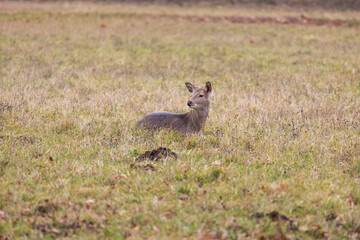 Sika deer - Cervus nippon, doe and mouflon in meadow and forest. Photo from wild nature