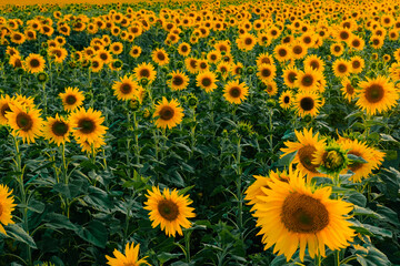 Vibrant Sunflower Field at Sunset Creating a Warm and Serene Atmosphere