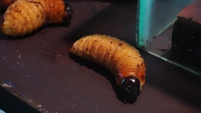 Mojojoy Worm or Palm Weevil Larva in Amazonas