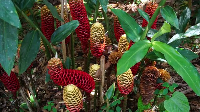 red ginger flower Zingiber spectabile