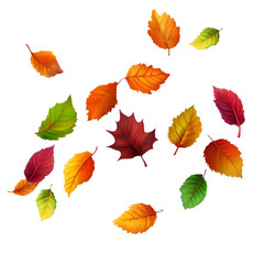 Fototapeta premium Scattered autumn leaves in vibrant colors on transparent background