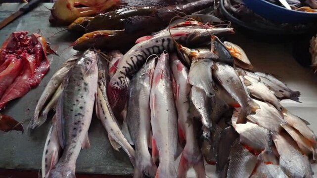 Various freshly caught Amazon River fish at a fish market catfish