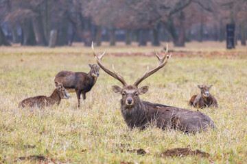 Sika deer - Cervus nippon, doe and mouflon in meadow and forest. Photo from wild nature