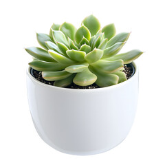 Succulent plant green small pot isolated on transparent background