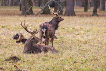 Sika deer - Cervus nippon, doe and mouflon in meadow and forest. Photo from wild nature