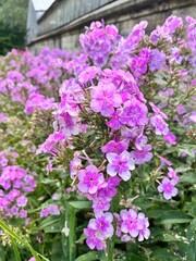 Obraz premium Blooming delicate pink and purple phlox bushes in the summer garden. Floral background