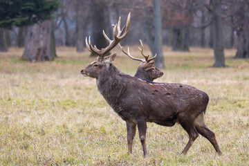 Sika deer - Cervus nippon, doe and mouflon in meadow and forest. Photo from wild nature