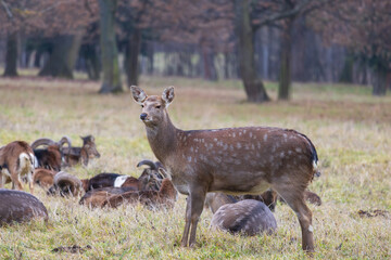 Sika deer - Cervus nippon, doe and mouflon in meadow and forest. Photo from wild nature