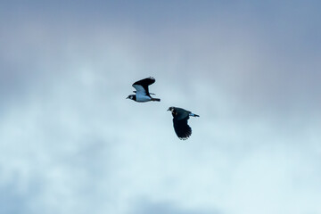 Northern Lapwing (Vanellus vanellus) in Bull Island, Dublin - Common in Europe