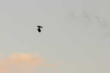 Northern Lapwing (Vanellus vanellus) in Bull Island, Dublin - Common in Europe