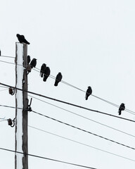 birds on wires