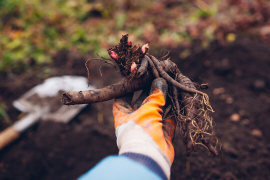 Gardener planting bare rooted peony tubers with buds in soil in spring garden using shovel holding in hand. Close up