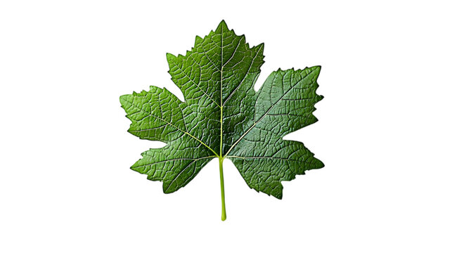 vine leaf png