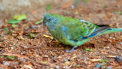 Female red-rumped parrot eating seeds which she found on the ground
