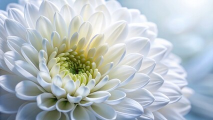 Extreme Close-up of Delicate White Flower, Left-Positioned with Copy Space for Text or Logo